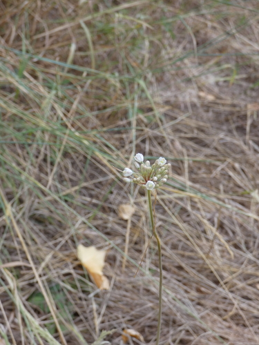 Allium pallens, photograph 3
