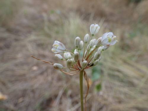 Pale Garlic (Allium pallens)