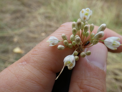 Allium pallens, photograph 2