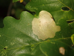 Tischeria ekebladella