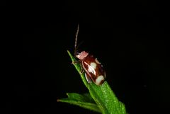 Omophoita boliviana