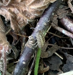 Porcellio monticola