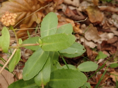 Hylotelephium maximum