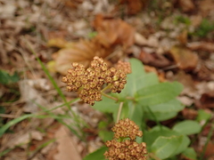 Hylotelephium maximum