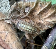 Porcellio monticola