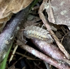 Porcellio monticola