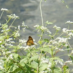 Argynnis hyperbius