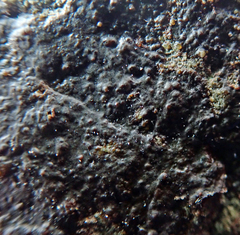 Hydropunctaria maura