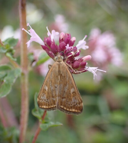 Beet Webworm Moth, Marchais, France, photo 7 of 10