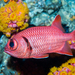 Crimson Soldierfish - Photo (c) David R, some rights reserved (CC BY-NC), uploaded by David R
