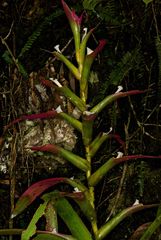 Guzmania wittmackii