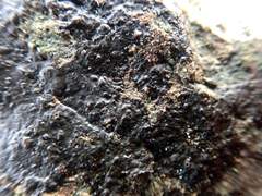 Hydropunctaria maura