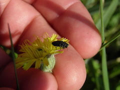 Anthaxia quadripunctata