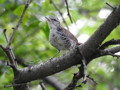 Thryophilus pleurostictus