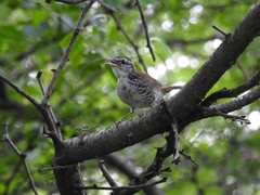 Thryophilus pleurostictus