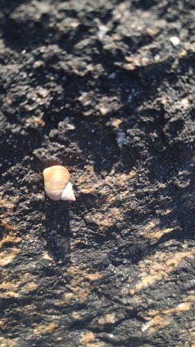Littorina saxatilis