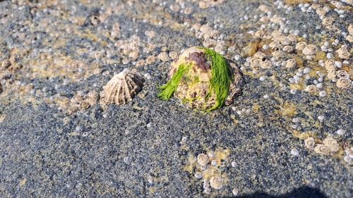 Patella vulgata