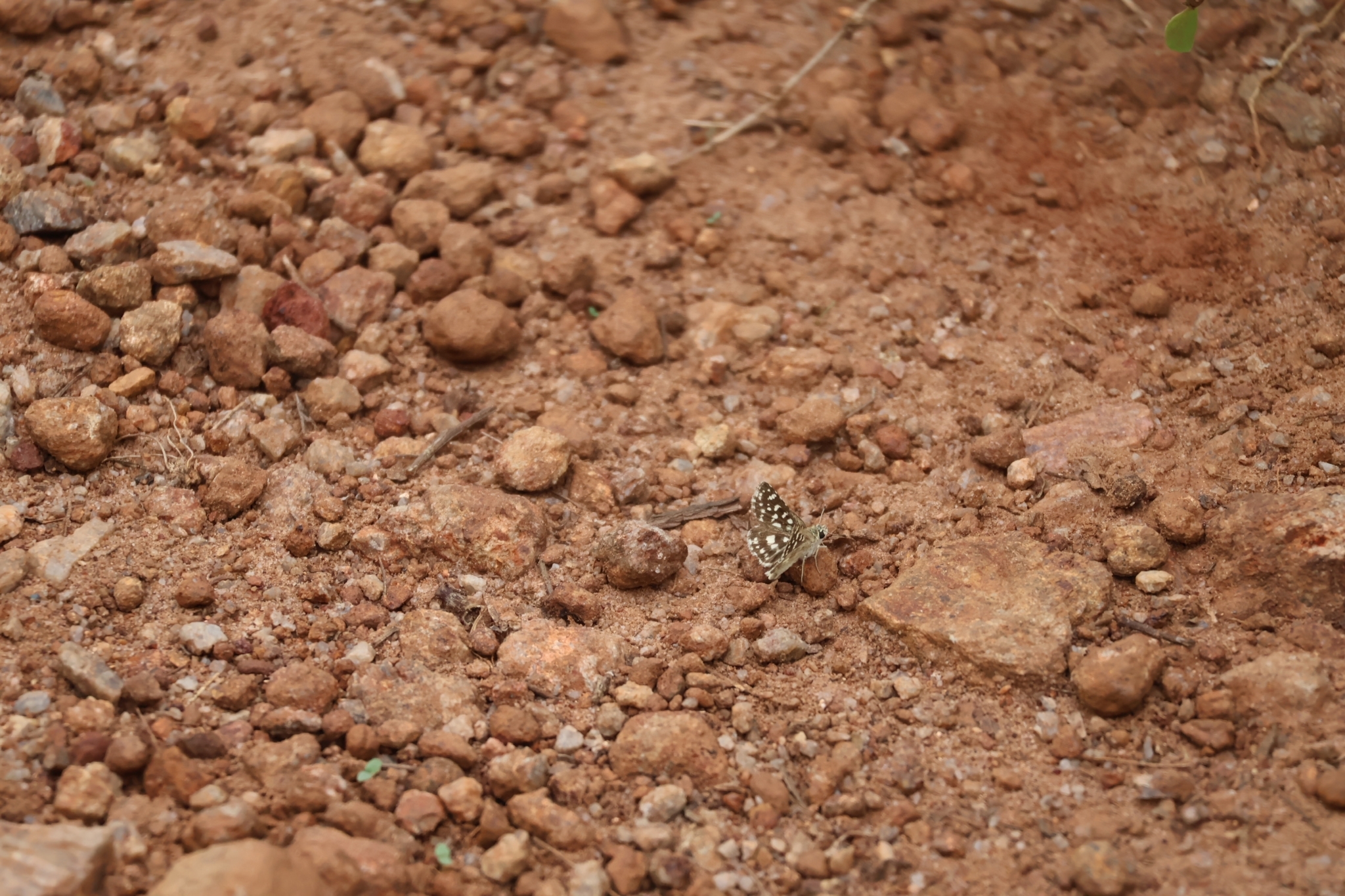 Asian Grizzled Skipper