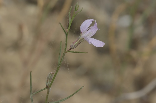 Desert Skeletonplant (Stephanomeria runcinata)