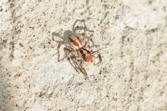 Plexippus devorans