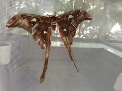 Coscinocera hercules