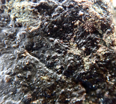 Hydropunctaria maura