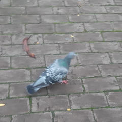 Columba livia domestica