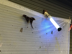 Coscinocera hercules