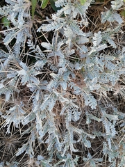 Astragalus tragacantha