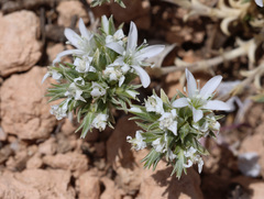 Arenaria armerina, photograph (c) Joey Bom, some rights reserved (CC BY)