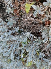 Astragalus tragacantha
