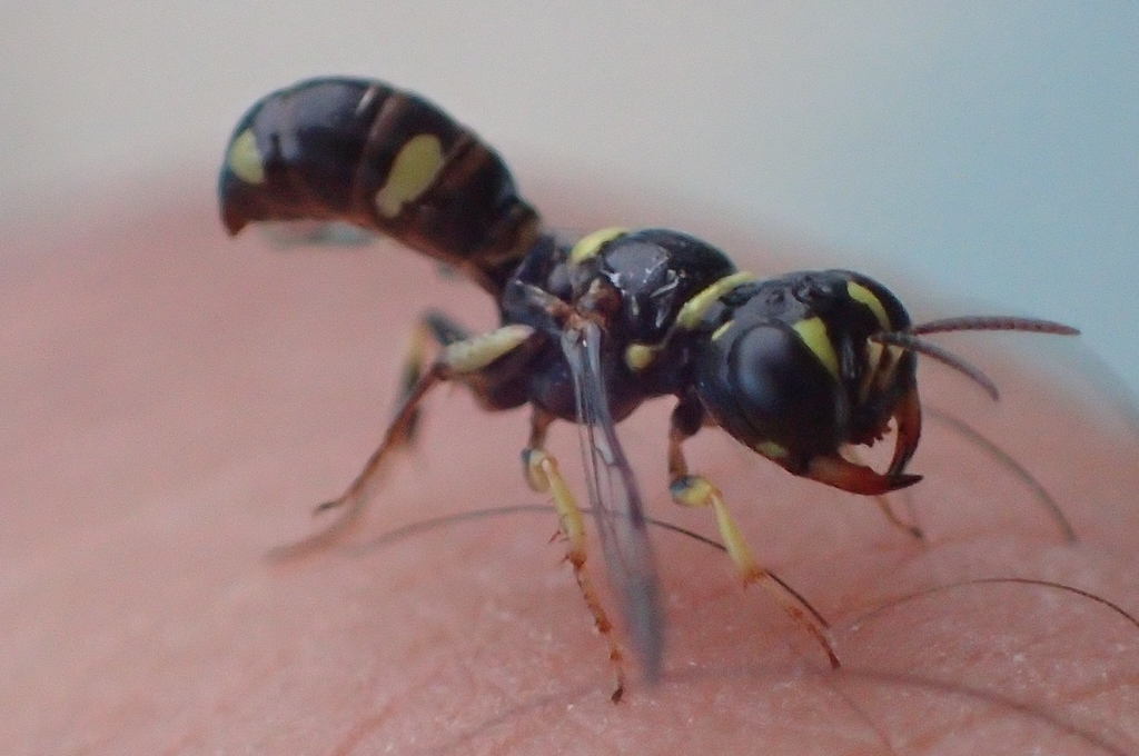 Tracheliodes
