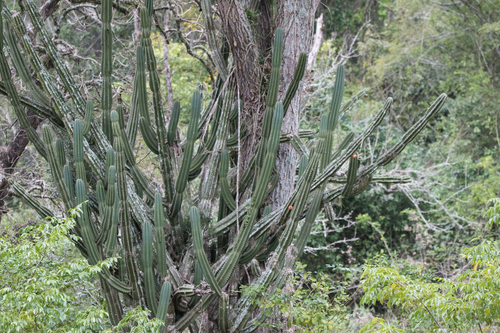 Cereus hildmannianus