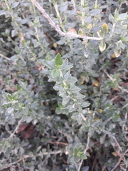 Teucrium hircanicum