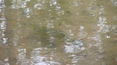 Micropterus salmoides