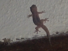 Hemidactylus mercatorius