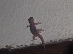 Hemidactylus mercatorius