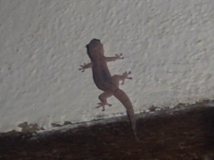 Hemidactylus mercatorius