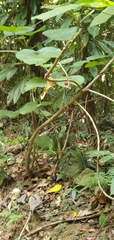 Dendrocnide moroides