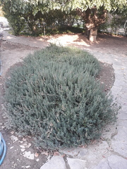 Teucrium hircanicum