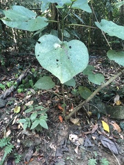 Dendrocnide moroides