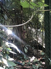 Dendrocnide moroides