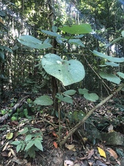 Dendrocnide moroides