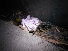 Hemicentetes semispinosus