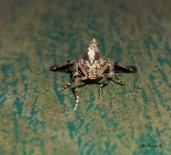 Epipaschia superatalis