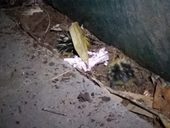 Hemicentetes semispinosus