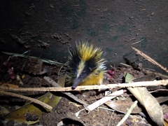 Hemicentetes semispinosus