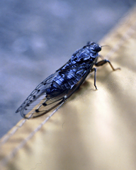 Cicada orni