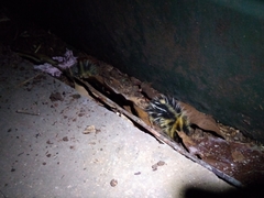 Hemicentetes semispinosus