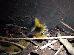 Hemicentetes semispinosus